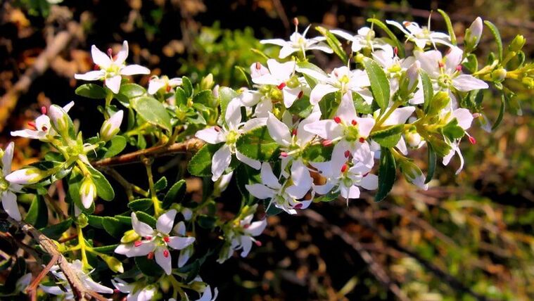 Bush leaves in Cystolax