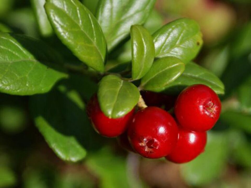 Blackberry for cystitis in women